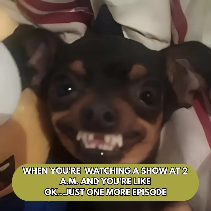 Shrek Hilarious meme 5